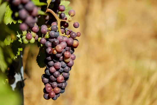 细数西班牙酿酒红葡萄品种