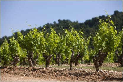 法国瓦给拉斯(Vacqueyras)产区：罗讷河谷的葡萄酒产区