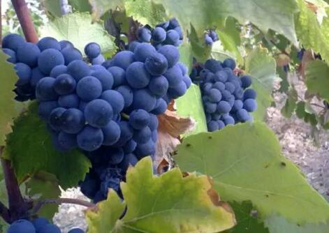 世上最知名的5个葡萄品种