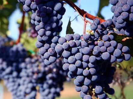 世上最知名的5个葡萄品种