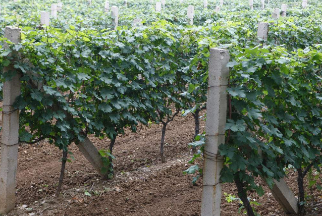 葡萄酒：种植数量少就是好品质吗？