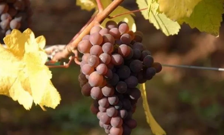 今年全球葡萄产量低，导致葡萄酒价格整体上涨