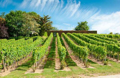 法国塔维勒(Tavel)产区：只生产桃红葡萄酒的产区