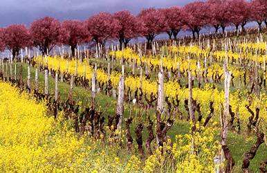 法国加亚克（Gaillac）产区：历史悠久的葡萄酒产区