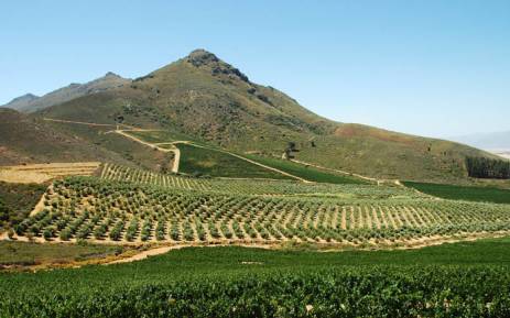 由于今年遭受干旱灾害，明年南非葡萄酒产量将会下降