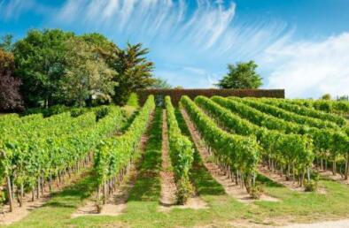  意大利加维（Gavi）产区：盛产白葡萄酒的产区