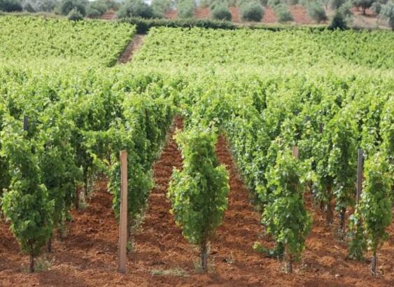 意大利苏瓦韦（Soave）产区的葡萄酿造