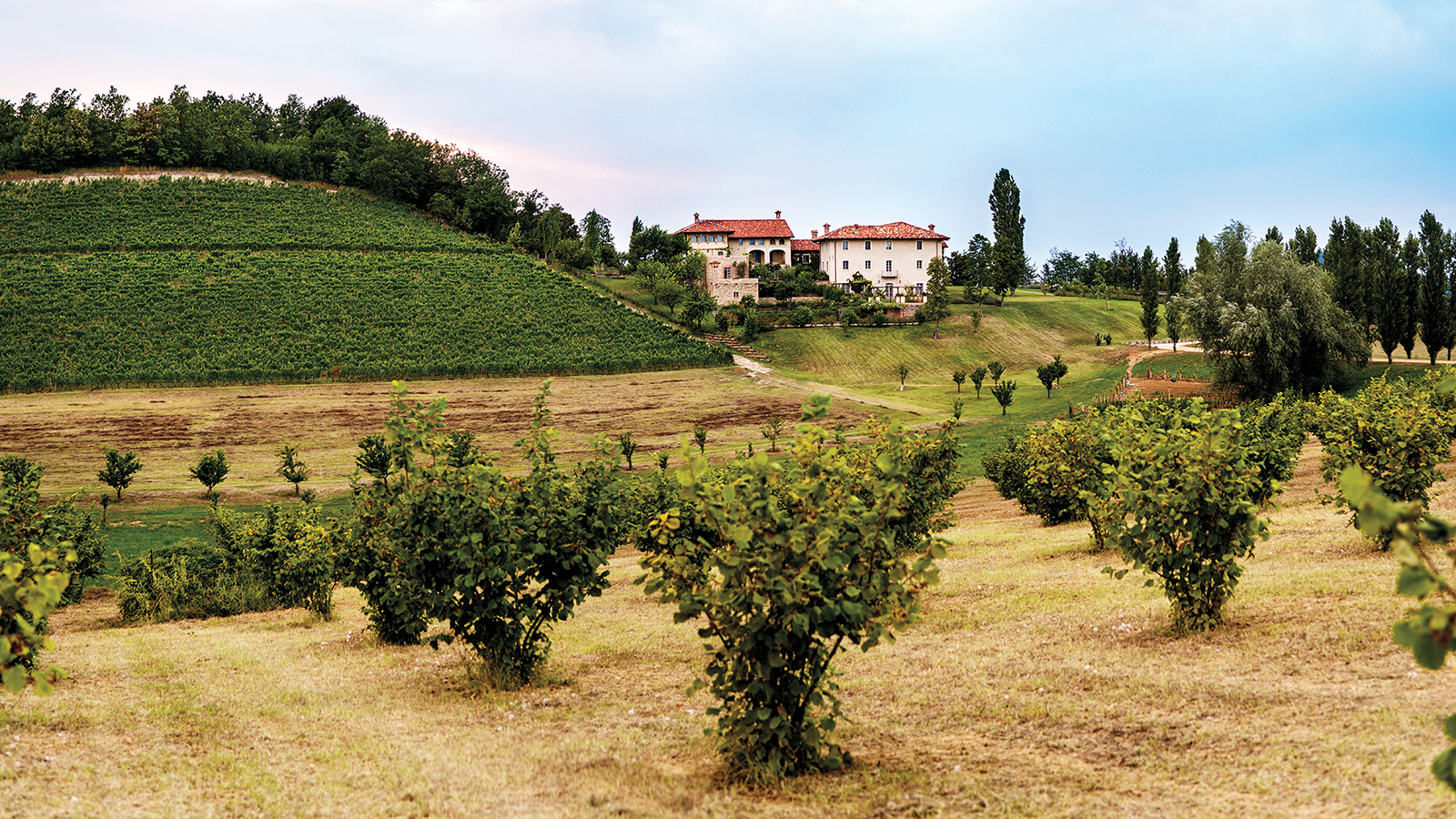 艾劳迪总统酒庄收购巴罗洛产区葡萄园