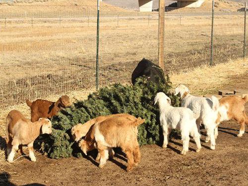 弗吉尼亚州的一个酒庄使用山羊来回收处置圣诞树