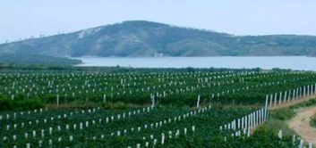 蓬莱产区推行奖励种植师和酿酒师团队扶持政策