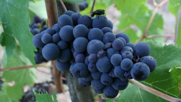知名的5个意大利葡萄品种
