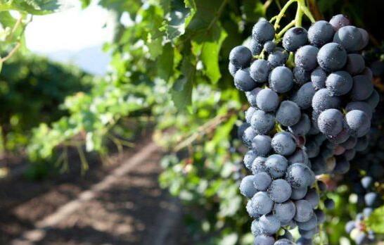 知名的5个意大利葡萄品种