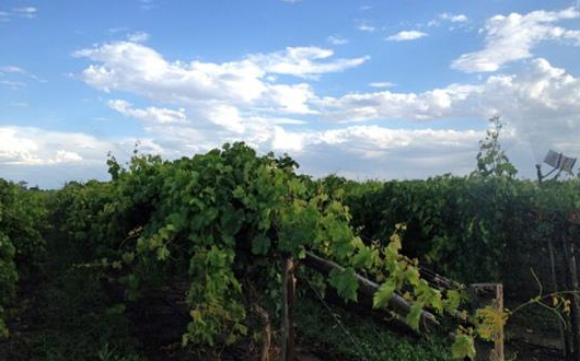 中国葡萄酒需求热潮推动澳洲葡萄种植业繁荣发展