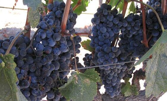 酿酒葡萄美乐对于波尔多的意义
