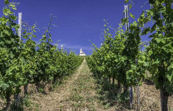 匈牙利(Hungary)产区——古老的葡萄酒产国