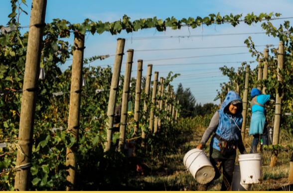 布林·茅尔酒庄（Bryn Mawr Vineyards）