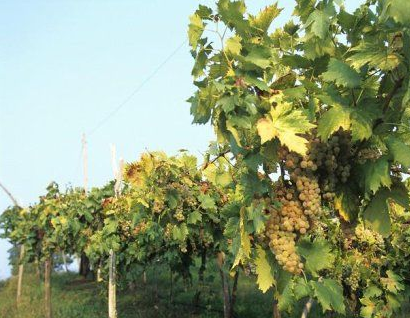 2018年威尼托大区的葡萄酒出口额将保持增长势头