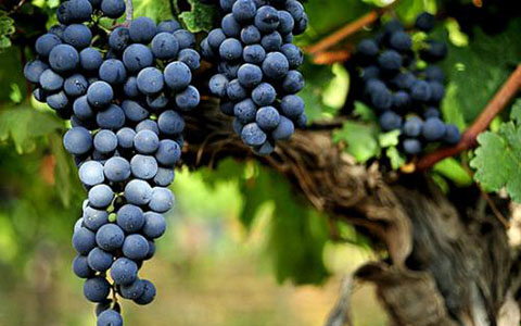 5种风靡全球的南美葡萄品种探索