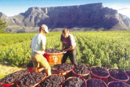 评估：2018年南非葡萄酒将面临十多年来最低收成