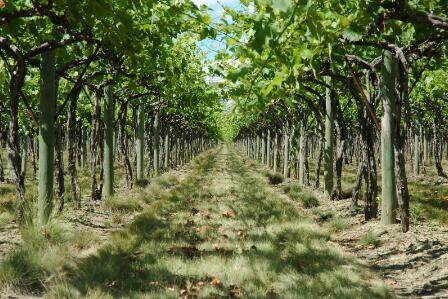 杨木酒庄（Cottonwood Winery of Oregon）