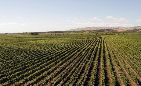 新西兰Montana品牌使用澳洲葡萄酿造葡萄酒
