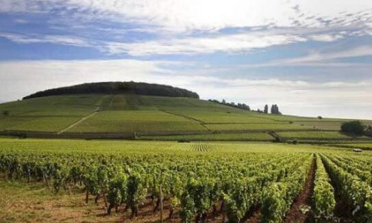 法国的经典产区葡萄酒介绍