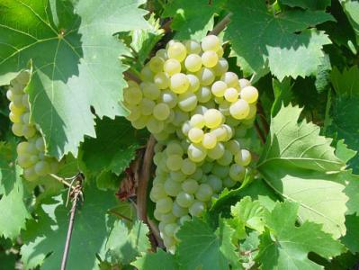 纳帕谷Theorem酒庄庄主购买23英亩的葡萄园来扩展葡萄园面积