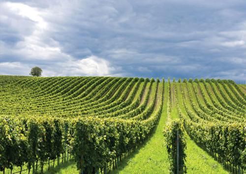 武威市政府重点打造葡萄酒文化旅游产业
