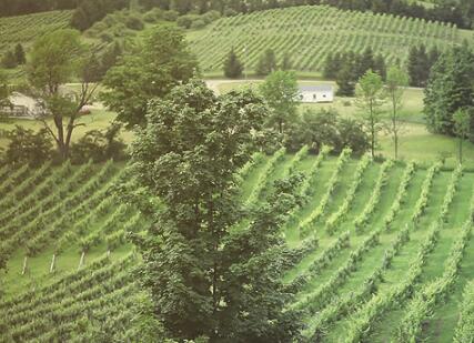 西科尼酒庄（Ciccone Vineyard & Winery）