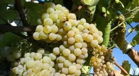 加拿大阿尔伯塔省停止进口BC省葡萄酒