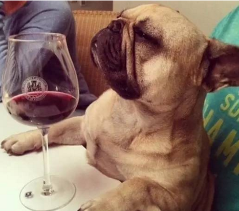 澳洲举办葡萄酒品鉴会，和爱犬共享葡萄酒