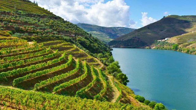葡萄牙葡萄酒在英国市场的需求量不断增长