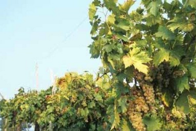 意大利威尼托大区成为全球第四大葡萄酒出口产区