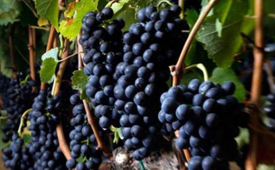 酿酒葡萄的种类介绍