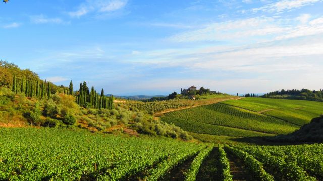 意大利花思蝶酒庄将会在托斯卡纳产区继续进行葡萄酒投资项目
