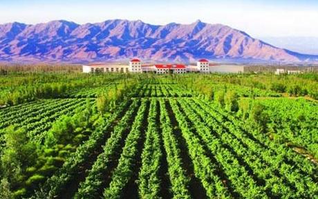 宁夏银川市政府采取六项措施，推动当地葡萄酒行业发展