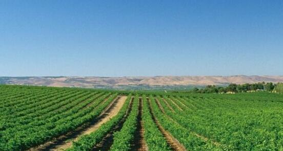 全国人大代表建议新疆天山北麓打造生态酿酒葡萄产业园区