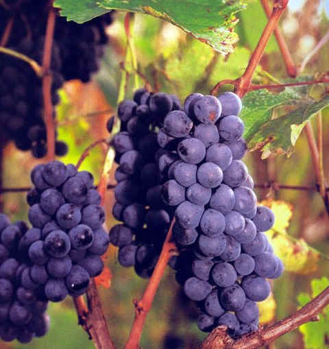 格鲁吉亚常见的6个本地葡萄品种