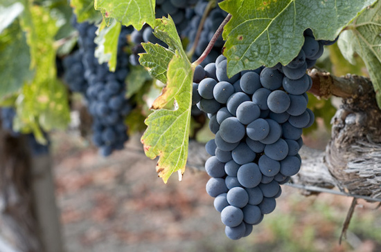 普利亚：特色葡萄品种正流行