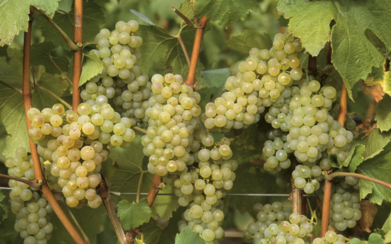 普利亚：特色葡萄品种正流行