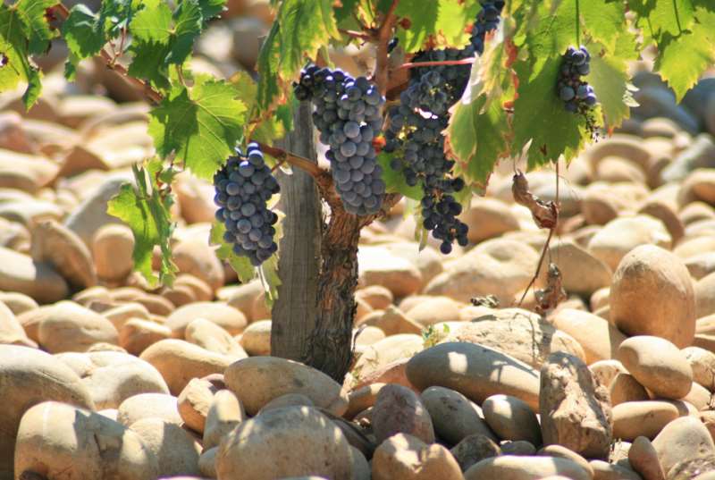 什么影响着葡萄酒的品质？