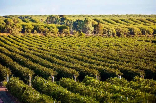 威龙首席农艺师布鲁诺•赞比亚：要在澳洲优秀土壤上酿出适合中国人口感的葡萄酒