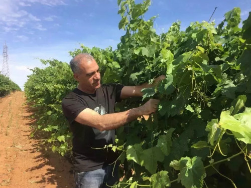威龙首席农艺师布鲁诺•赞比亚：要在澳洲优秀土壤上酿出适合中国人口感的葡萄酒