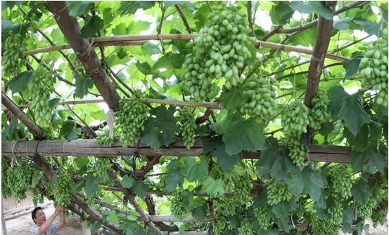 意大利应该向中国葡萄酒产业提供生产经验，支持中国葡萄酒产业发展