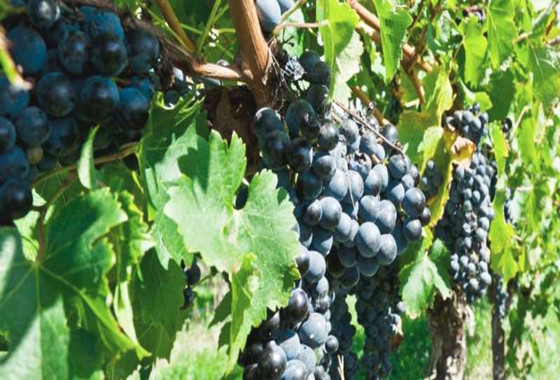 小众葡萄品种费尔莎伐多，你了解吗？