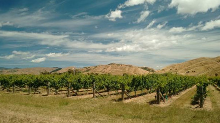 新西兰马尔堡产区将会增加葡萄种植规模