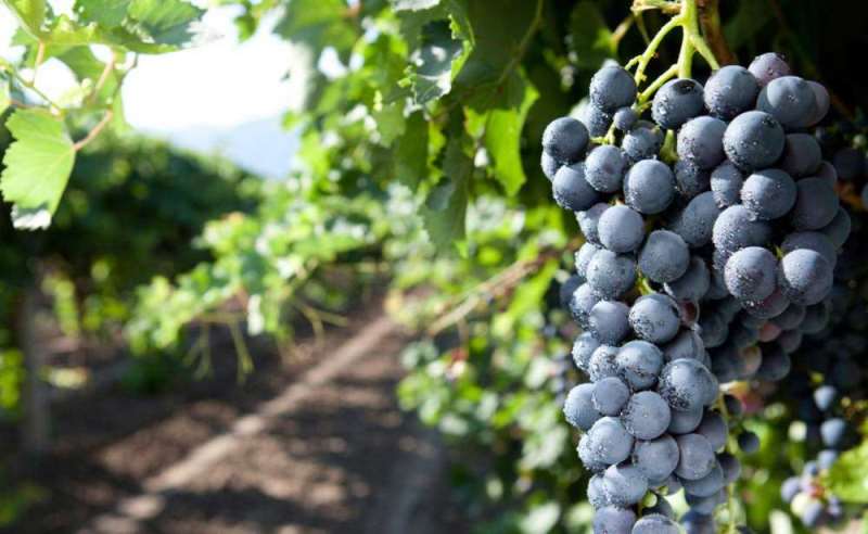 盘点意大利的十大葡萄品种