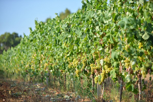 盘点意大利的十大葡萄品种