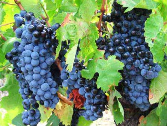 西拉子是古老的酿酒葡萄品种