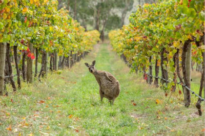 澳洲日前废止和修订葡萄酒相关法规